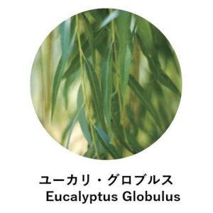 画像2:  ANIMA naturae（アニマ ナチュラエ） ユーカリ・グロブルス（店販・業務両用）10ml