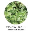 画像2:  ANIMA naturae（アニマ ナチュラエ） マジョラム・スイート（店販・業務両用）10ml (2)