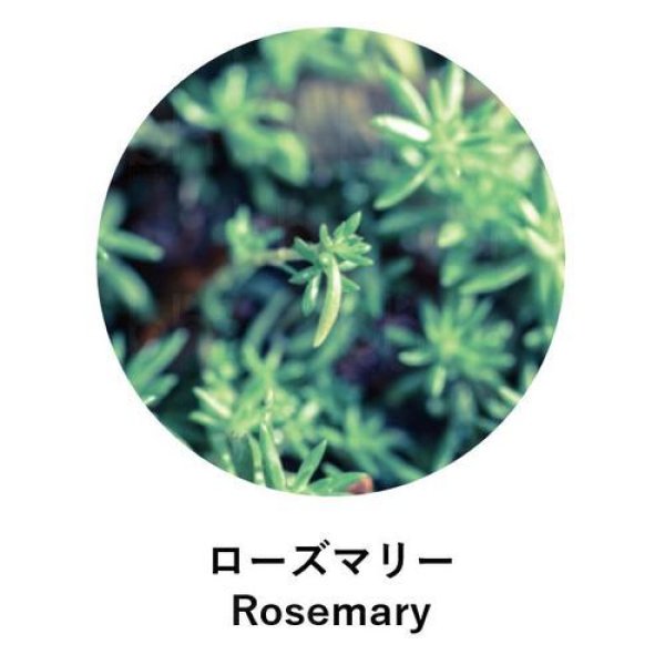 画像2:  ANIMA naturae（アニマ ナチュラエ） ローズマリー（店販・業務両用）10ml (2)
