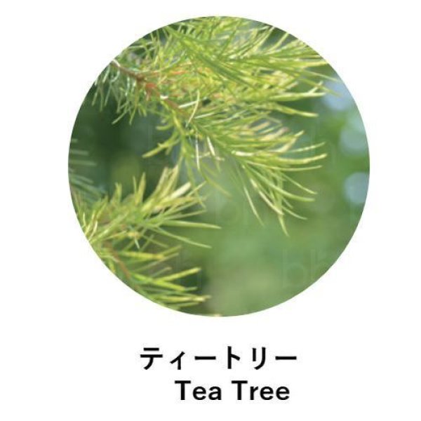 画像2:  ANIMA naturae(アニマ ナチュラエ) ティートリー(店販・業務両用)10ml (2)